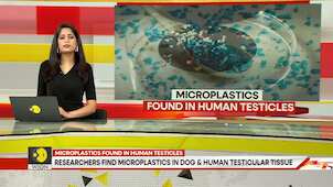 Gravitas | Researchers find microplastics in dog and human testicular tissue