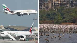 Aircraft kills 36 flamingos in mid-air clash, suffers damages before landing in Mumbai