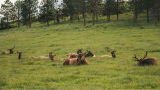 Animal attack claims life of 70-year-old; Alaska man killed by moose mother while photographing calves
