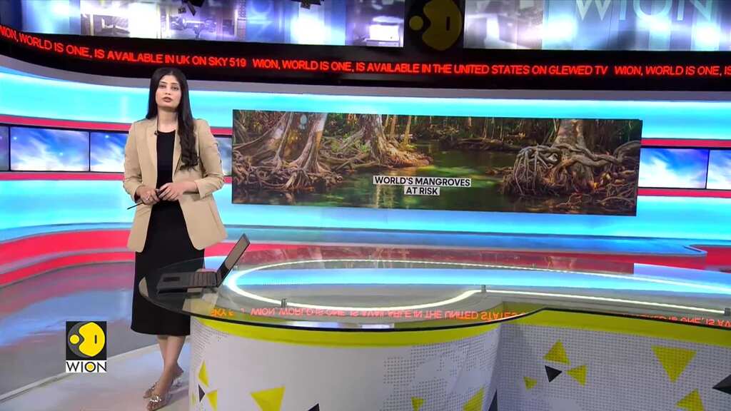 Mangroves threatened by deforestation & climate change | WION Climate Tracker