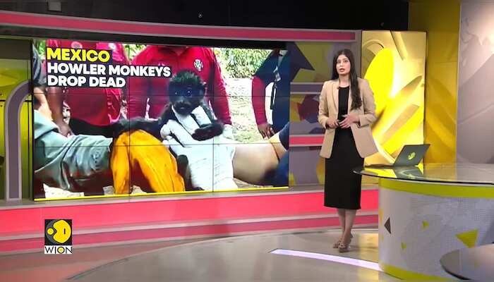 Mexico: Howler monkeys drop dead, Local media reports up to 85 death
