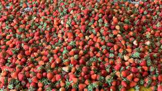 Kashmir's strawberry harvest faces brunt of erratic weather, climate change