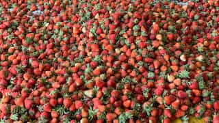 Kashmir's strawberry harvest faces brunt of erratic weather, climate change