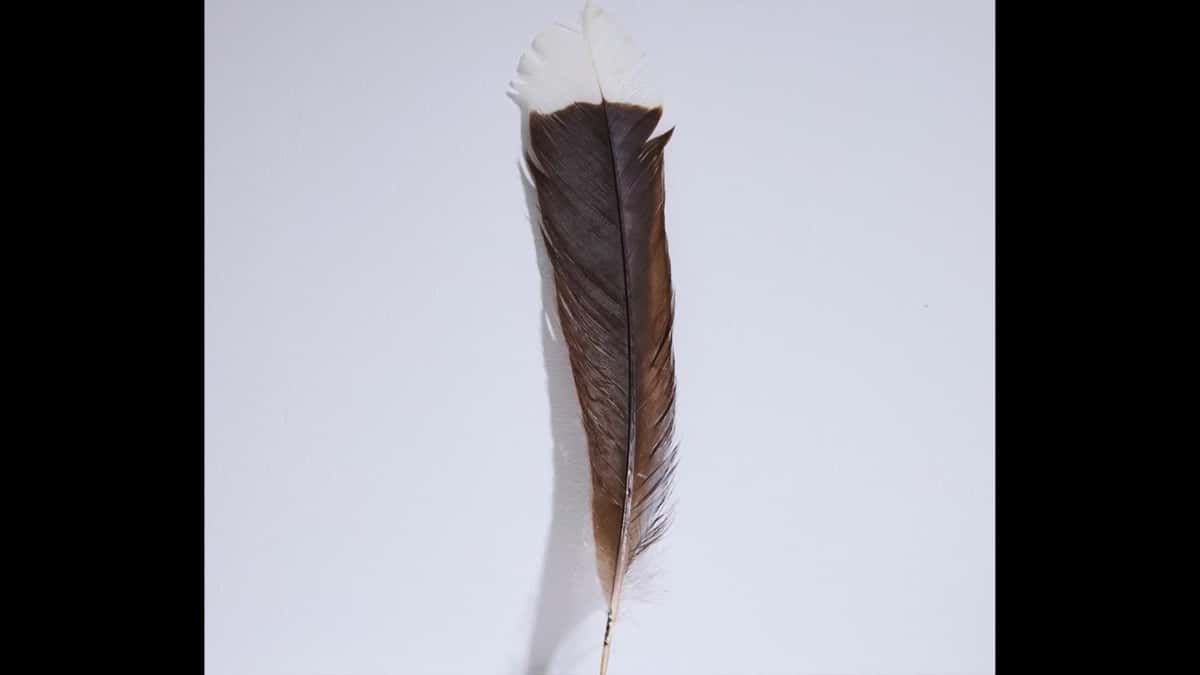 World’s most expensive feather sold at auction in New Zealand Trending News