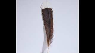 World’s most expensive feather sold at auction in New Zealand