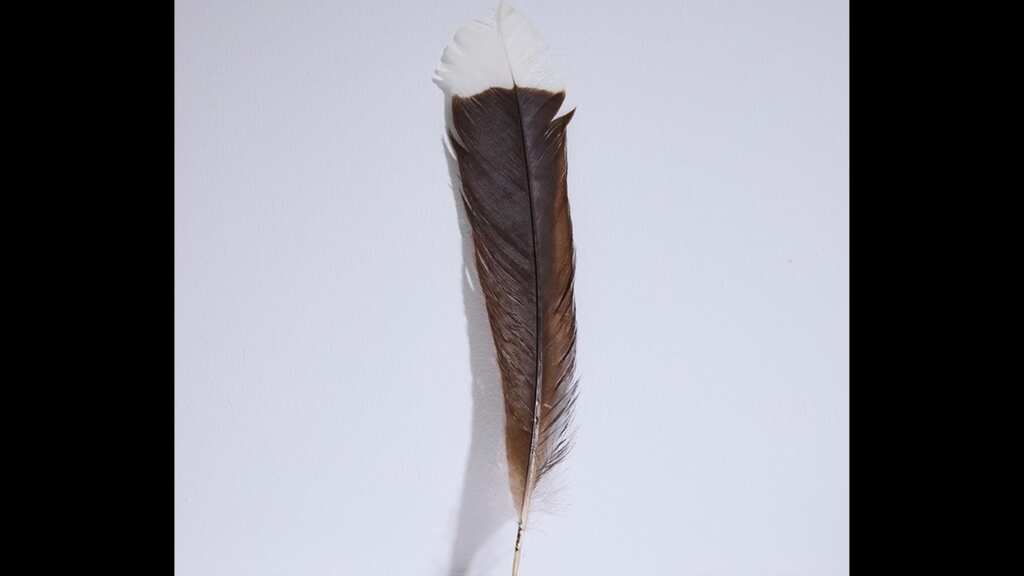 World’s most expensive feather sold at auction in New Zealand