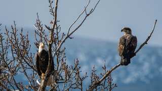 Eagles forced to shift migration route amid war in Ukraine, say scientists