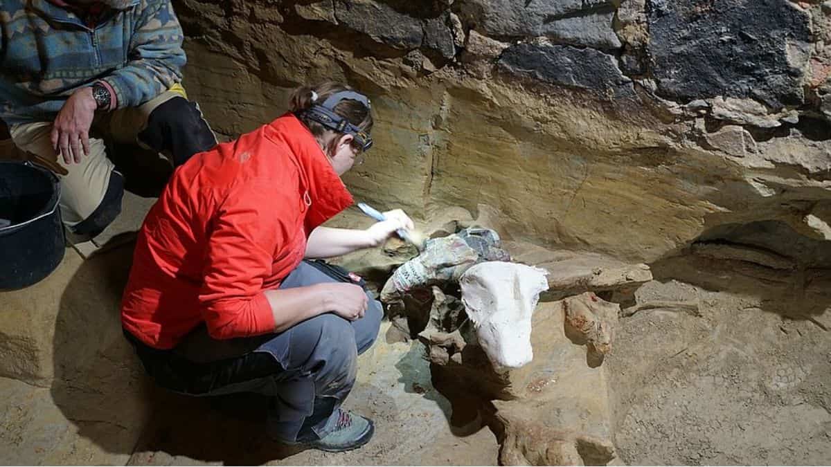 Austria man makes a creepy discovery: A prehistoric mammoth graveyard under his house Austria man makes a creepy discovery: A prehistoric mammoth graveyard under his house