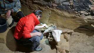 Austria man makes a creepy discovery: A prehistoric mammoth graveyard under his house