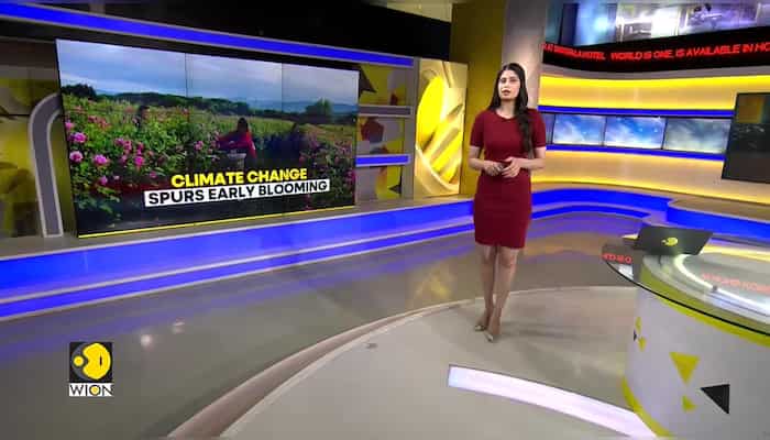 Climate change spurs early blooms in Bulgaria’s historic rose industry