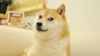 Kabosu no more: Dog behind 'Doge' meme icon, Dogecoin, dies at 17