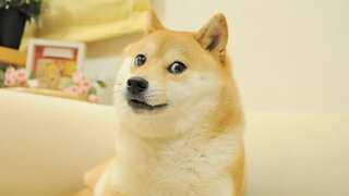 Kabosu no more: Dog behind 'Doge' meme icon, Dogecoin, dies at 17