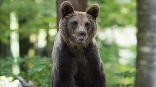Undercooked black bear meat infected six people in US with brain worm: CDC report