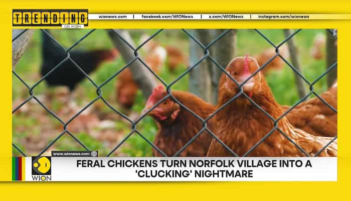 Feral chickens turn Norfolk village into a 'clucking' nightmare