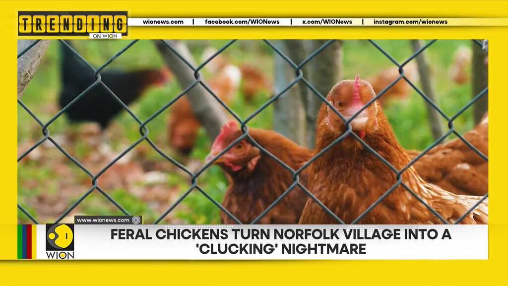 Feral chickens turn Norfolk village into a 'clucking' nightmare