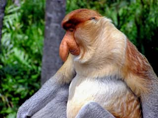 Big noses, big attraction: Study shows how male Proboscis monkeys woo their mates