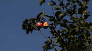 Climate change impacting horticulture industry in North India, apple crop affected badly