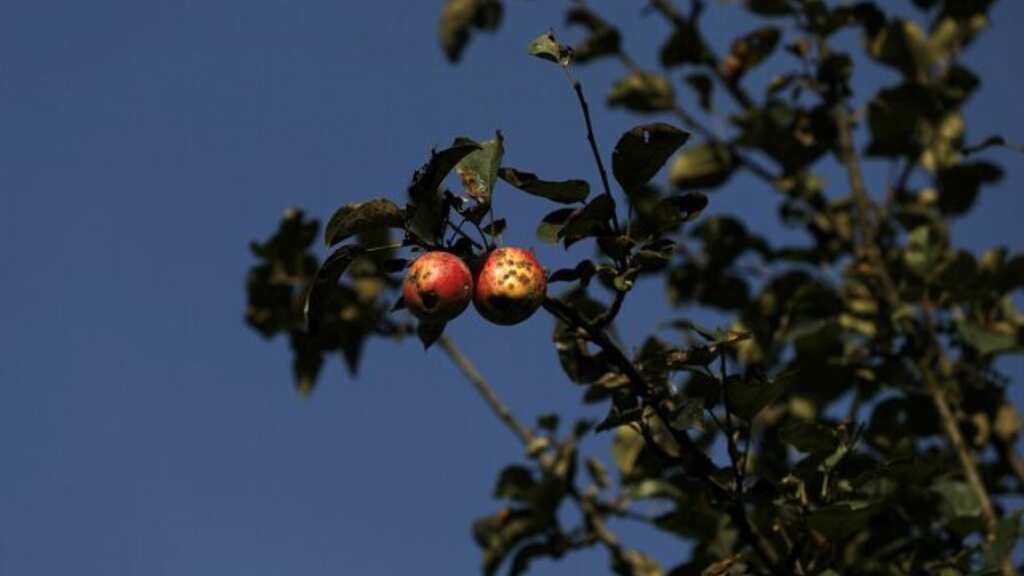 Climate change impacting horticulture industry in North India, apple crop affected badly