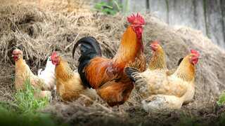Feral chickens turn Norfolk village into a 'clucking' nightmare
