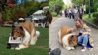 Japanese man who spent $15,000 to transform into a dog, now dreams of becoming a panda or cat
