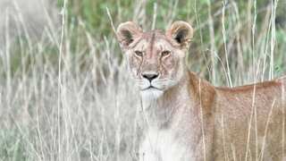 People in Kenya town don’t want dog-eating lioness to be captured. Here’s why