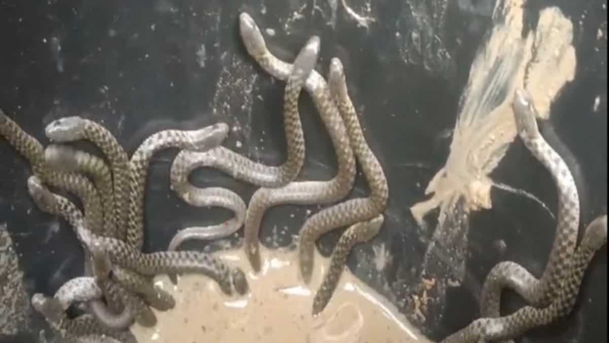 Watch: More than 30 snakes crawl out of bathroom in a home in India’s Assam Watch: More than 30 snakes crawl out of bathroom in a home in India’s Assam