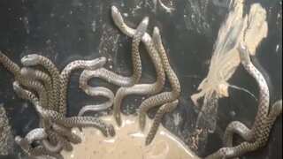 Watch: More than 30 snakes crawl out of bathroom in a home in India’s Assam