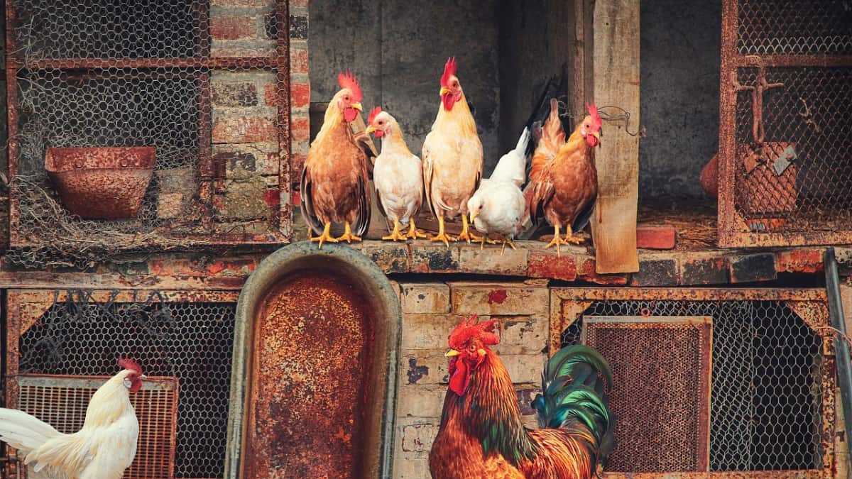 More than four million chickens set to be culled as United States battles worst bird flu outbreak More than four million chickens set to be culled as United States battles worst bird flu outbreak