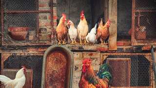 More than four million chickens set to be culled as United States battles worst bird flu outbreak