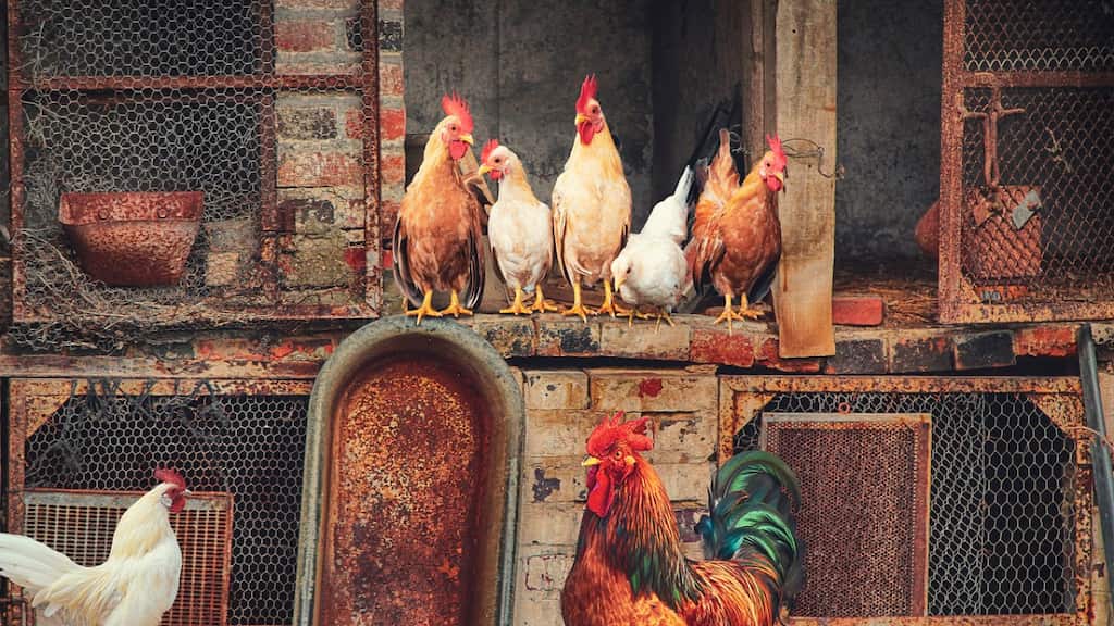 More than four million chickens set to be culled as United States battles worst bird flu outbreak