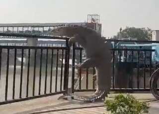 Watch: Huge 10-foot crocodile strays out of Ganga canal in UP, rescued by forest officials