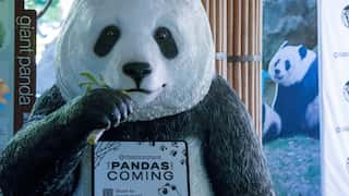 Panda Diplomacy: Two giant pandas to arrive in Washington on lease from China amid tense ties