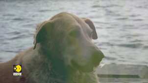 Gravitas: Mumbai's Taj Mahal hotel opens doors to dogs