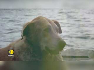 Gravitas: Mumbai's Taj Mahal hotel opens doors to dogs