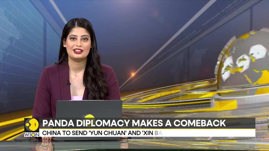 Panda diplomacy is back: China to send two of its Panda diplomacy to US