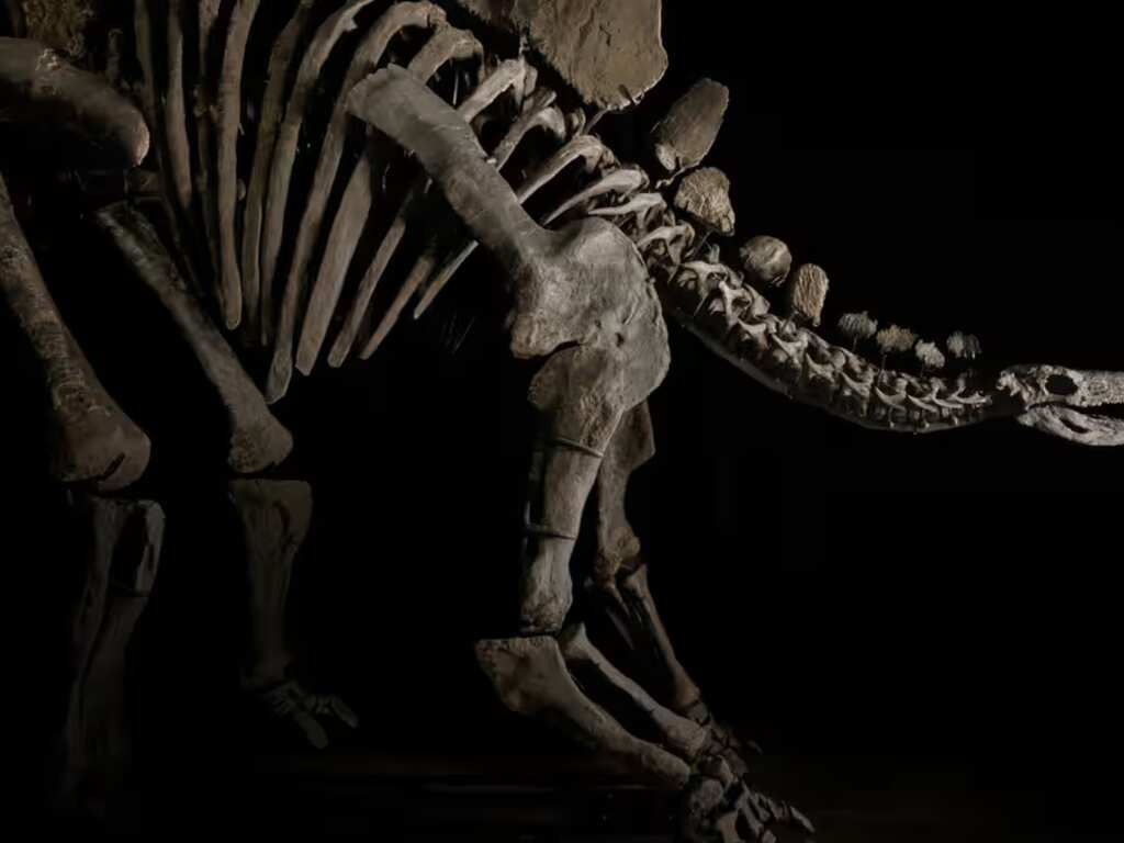Stegosaurus fossil named 'Apex' may fetch $6 million at Sotheby’s Geek Week auction