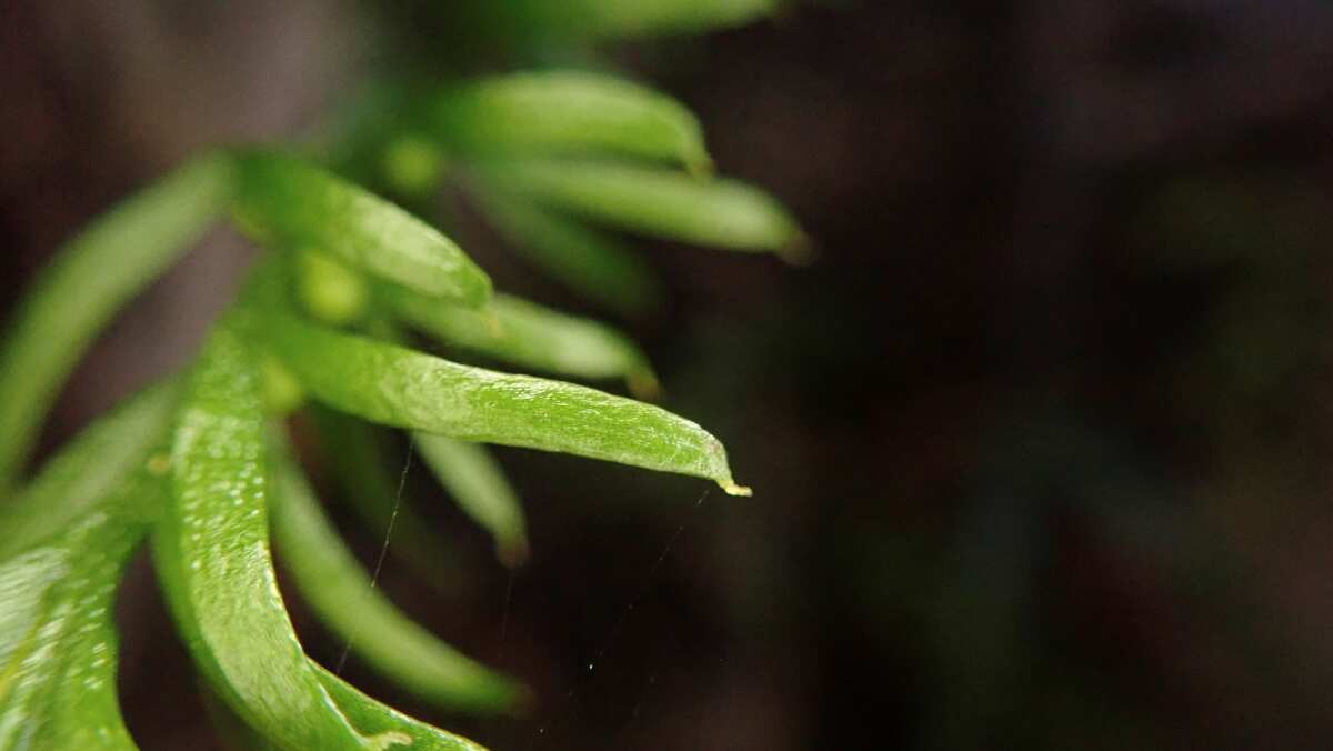 This Fern shatters Guinness World Record with largest genome on Earth
