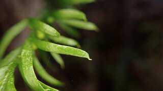 This Fern shatters Guinness World Record with largest genome on Earth