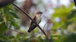Cuckoos deceive other birds into raising their young, tactics enhancing biodiversity: Study