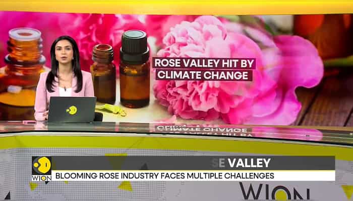 Threat to Bulgaria's Rose Valley as harvesting season starts a month early