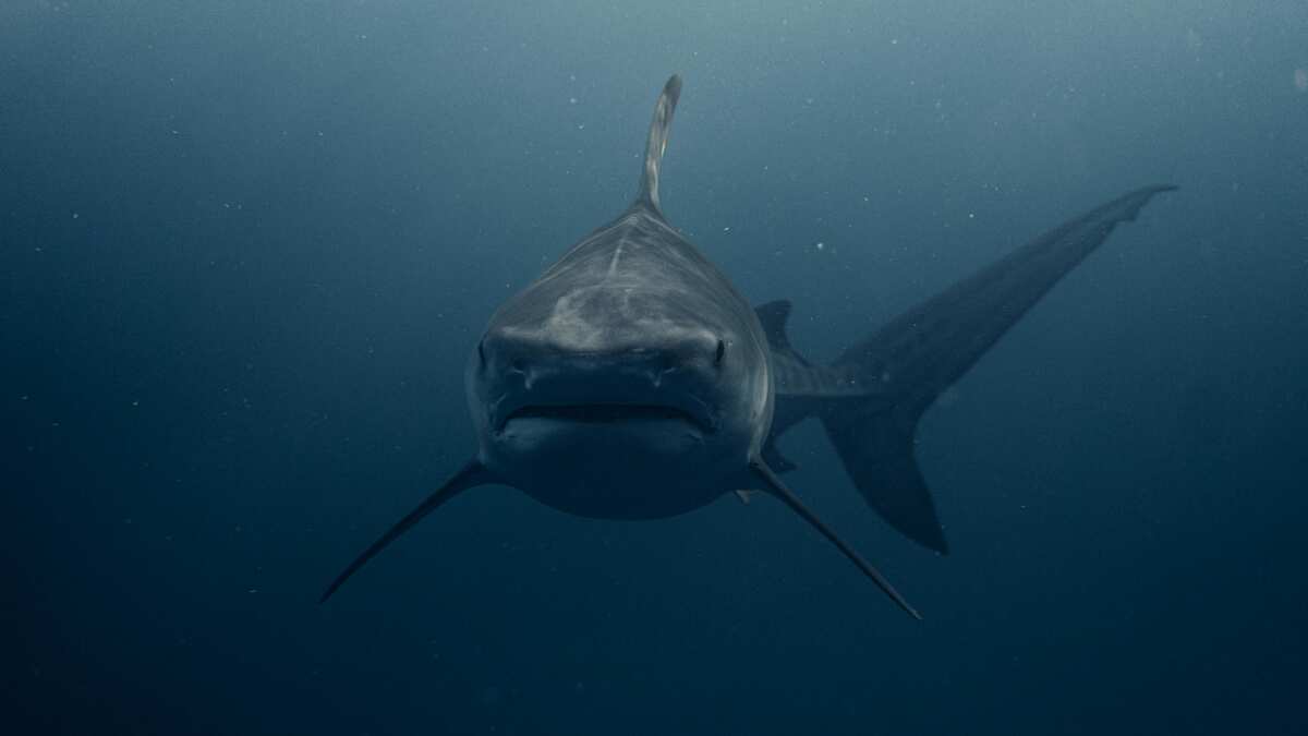 Shark attack leaves man with ‘significant injuries,’ prompts closure of beach in California