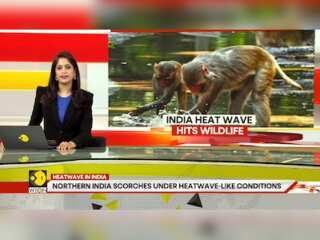 India heatwave: Parched wild monkeys drown in Jharkhand well