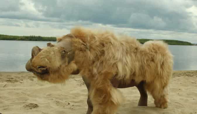 Scientists blame ancient humans for extinction of woolly rhinoceros 10,000 years ago