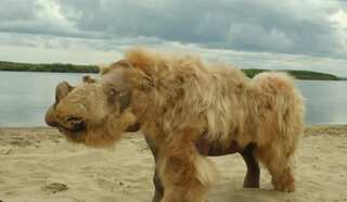 Scientists blame ancient humans for extinction of woolly rhinoceros 10,000 years ago