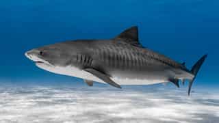 Australian scientists shocked after tiger shark vomits spiky echidna
