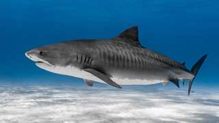 Australian scientists shocked after tiger shark vomits spiky echidna