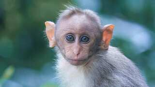 Scientists find remains of smallest known great ape in Germany