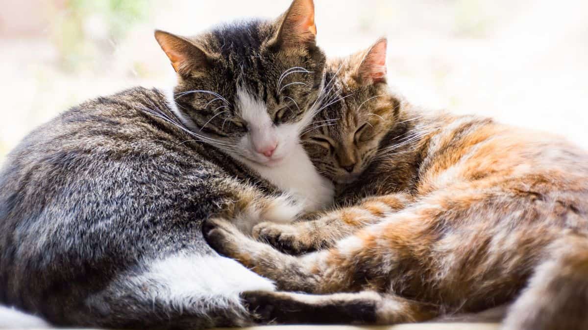 Singapore to overturn ban on pets in public housing Singapore to overturn ban on pets in public housing