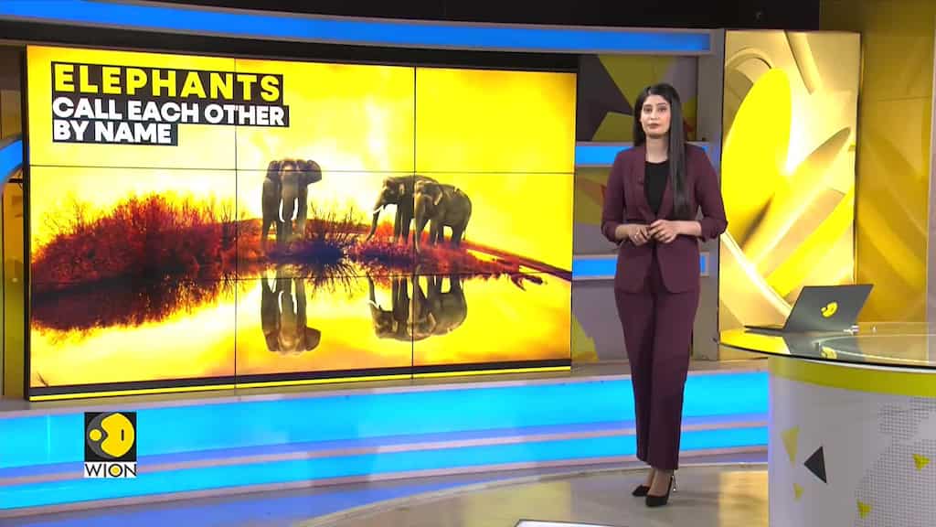 Elephants use names to communicate: Study