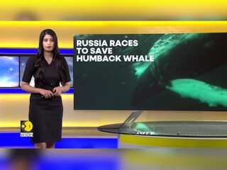 Russia races to save entangled humpback whale in the Arctic